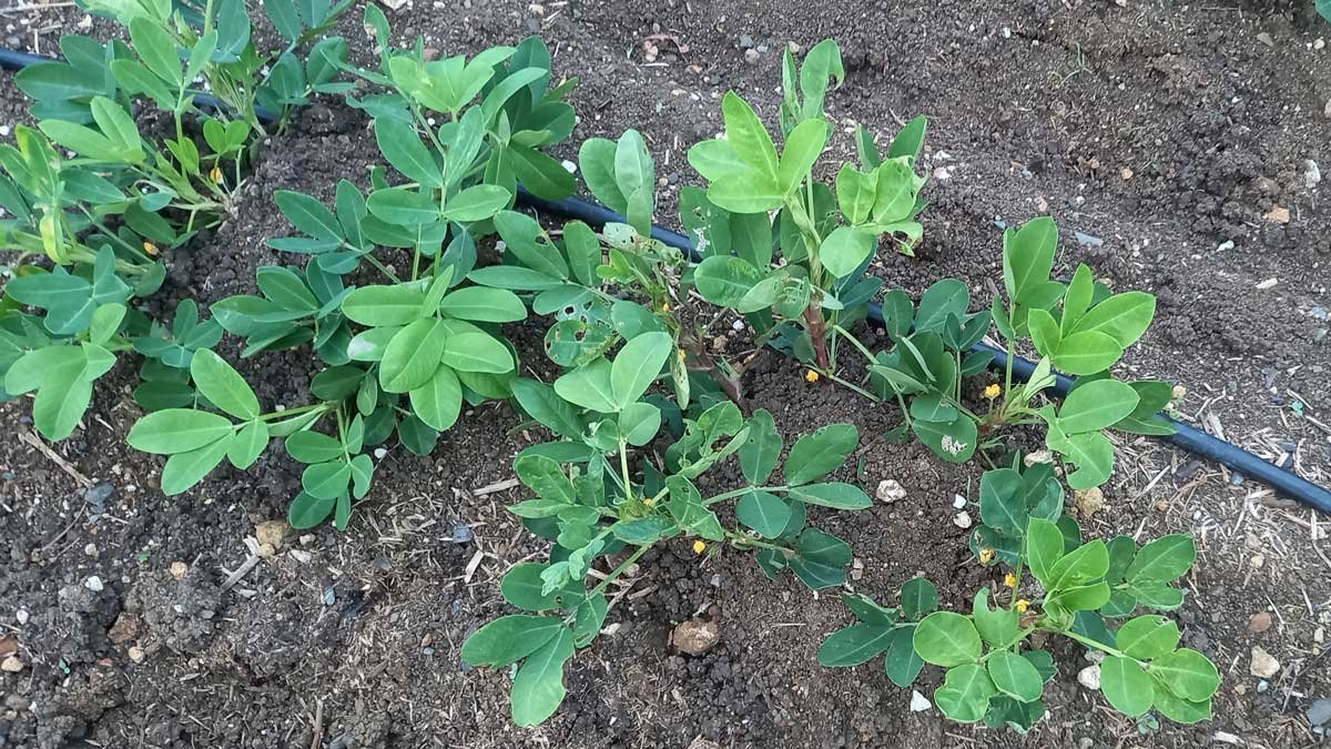 My first peanut harvest : Kat's Garden