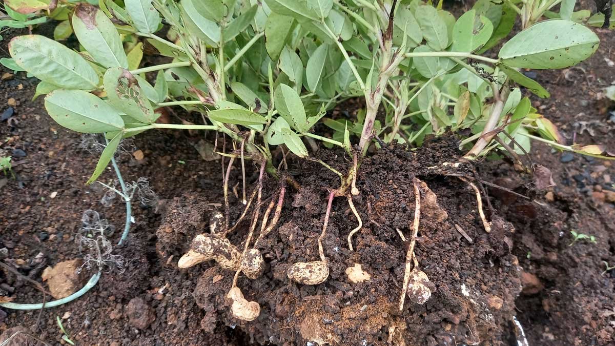 A plant I lifted showing how the pegs reach into the ground to develop peanuts.