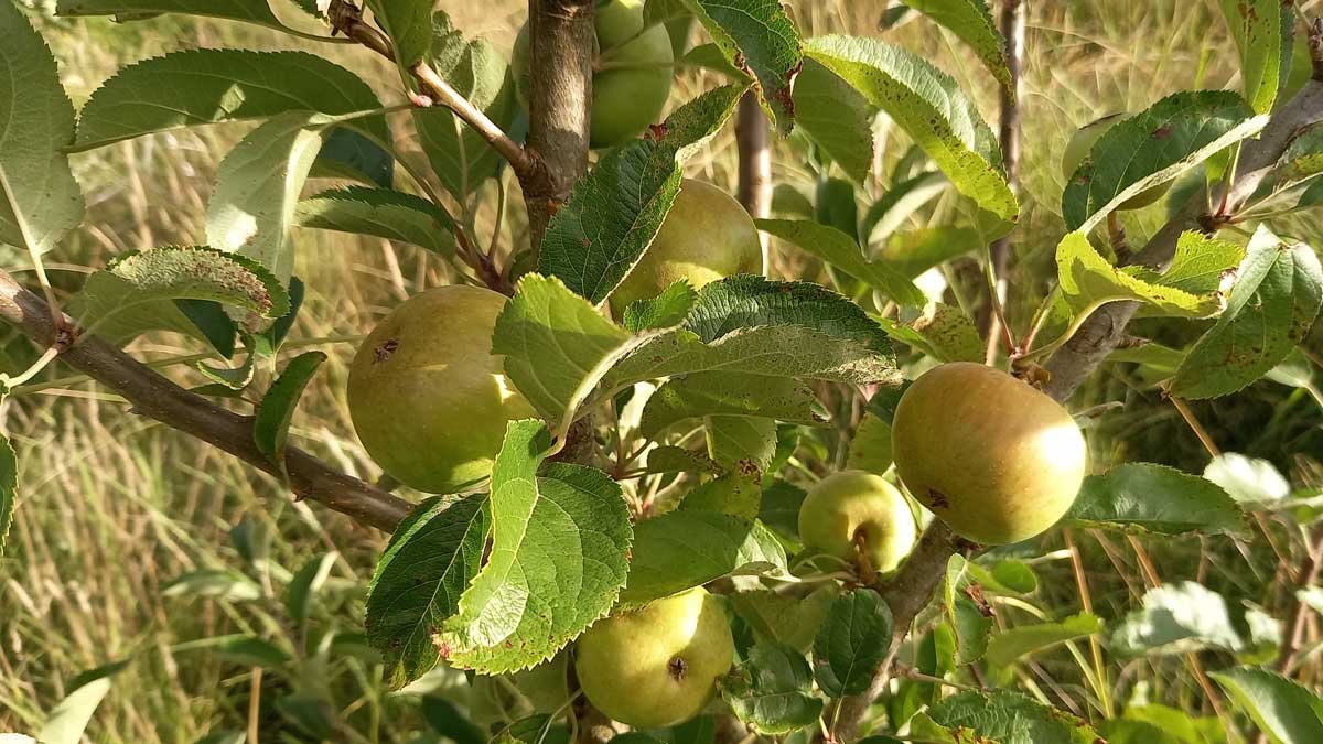 Apples growing on a tree