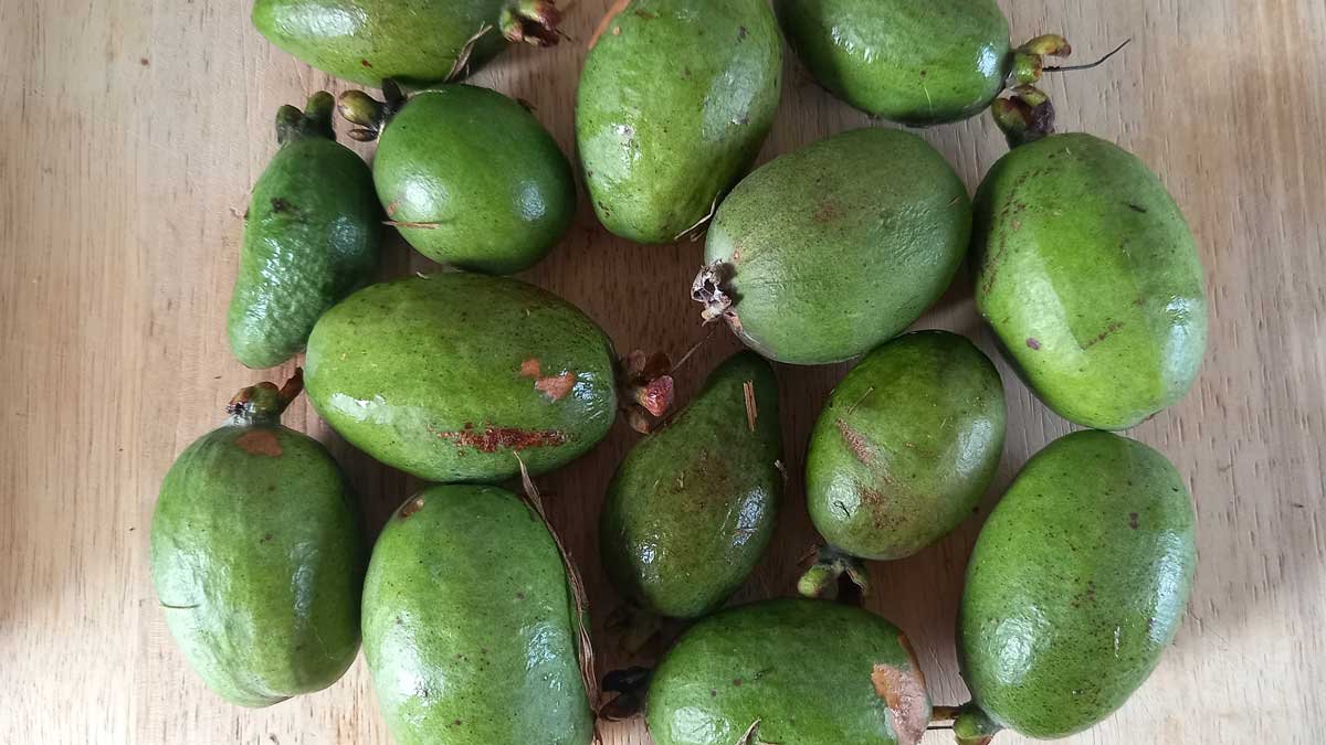 A pile of feijoa