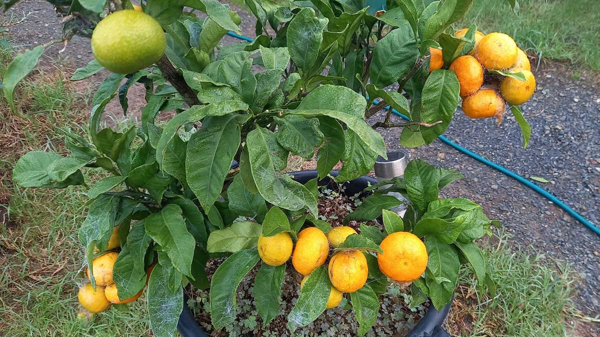 Mandarins ripening on the Miho mandarin tree