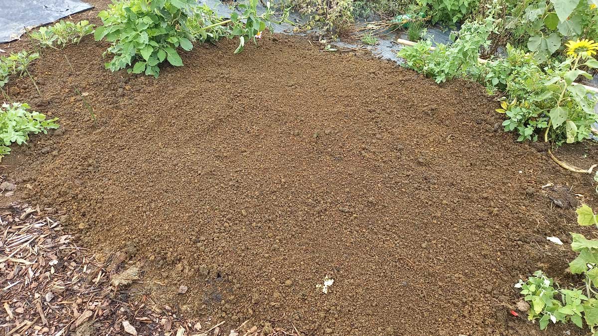 Prepared seed bed for millet.