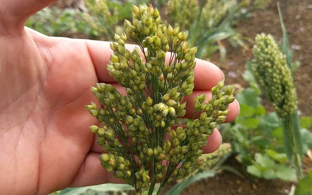 A spray of 'Prosso' millet