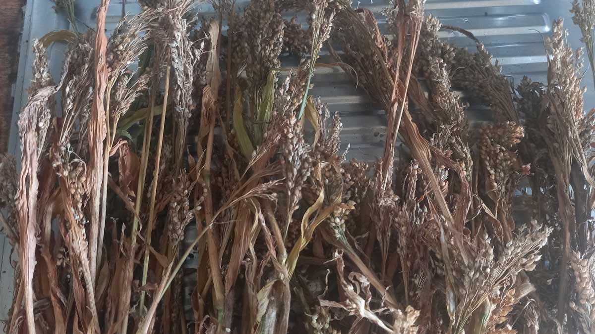 Dried millet ready for processing