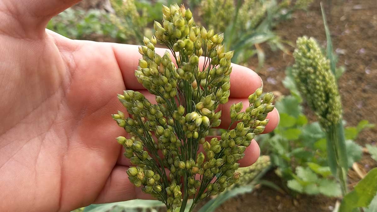 A spray of 'Prosso' millet