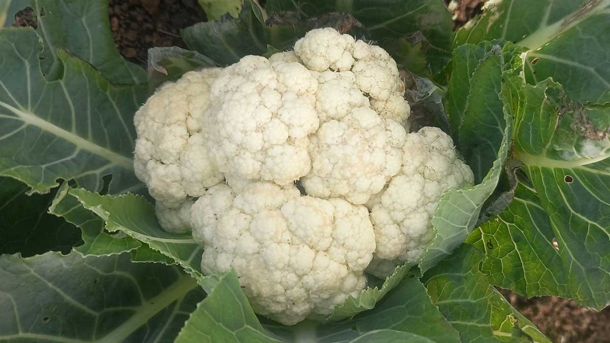 One of the only cauliflowers still standing.