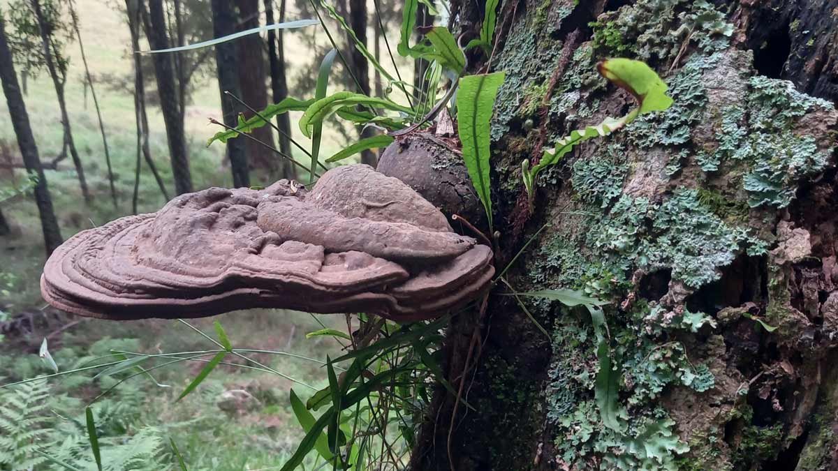 Ganoderma mushroom today.