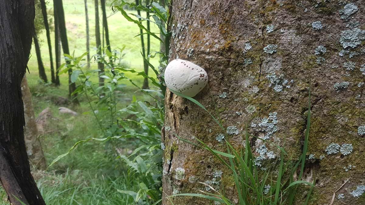 Early stage growth of a Ganoderma mushroom.