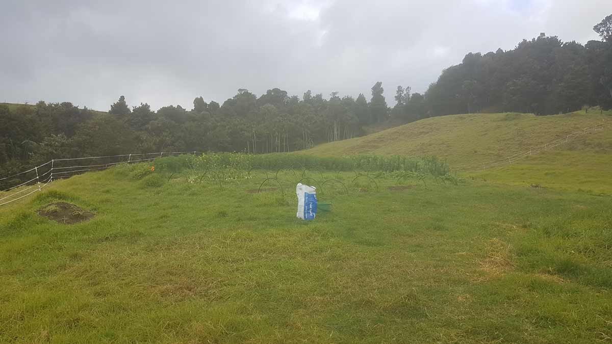 The garden we inherited in July 2019.