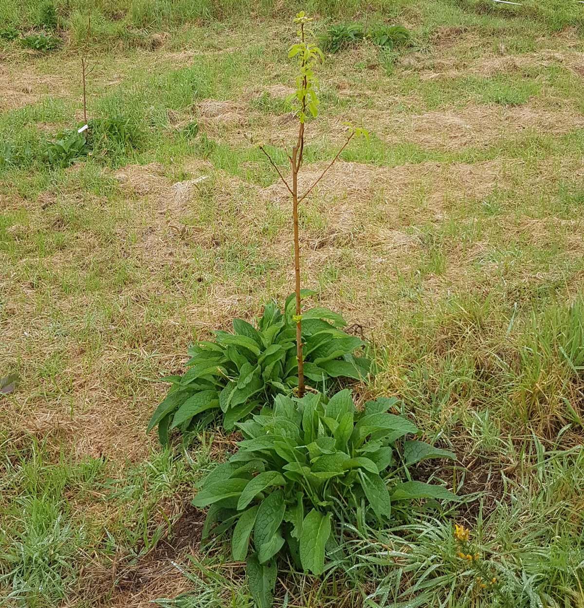 Comfrey below an apple tree