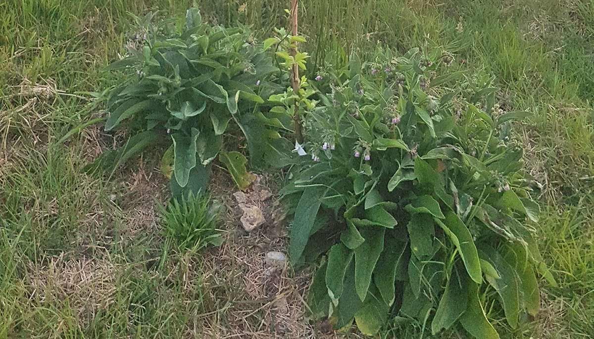 Flowering comfrey