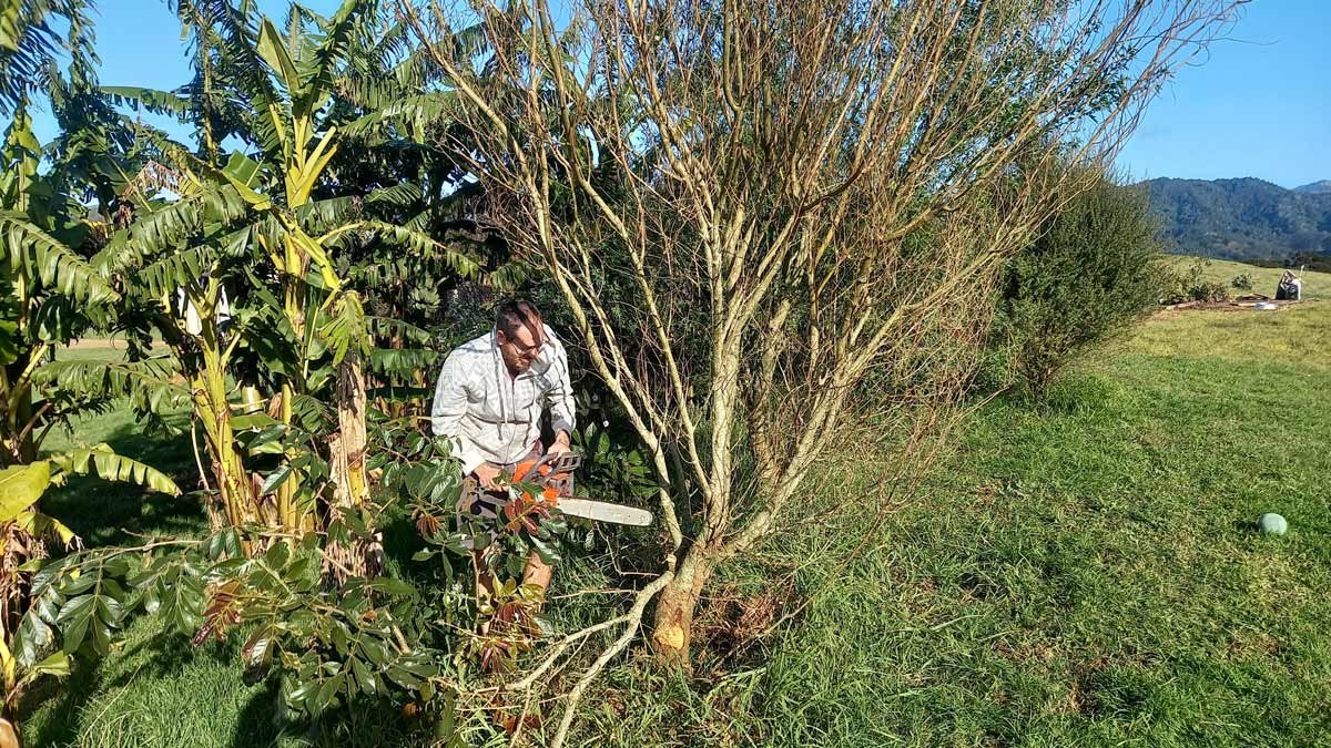 Richard chops down a dead tagasaste tree