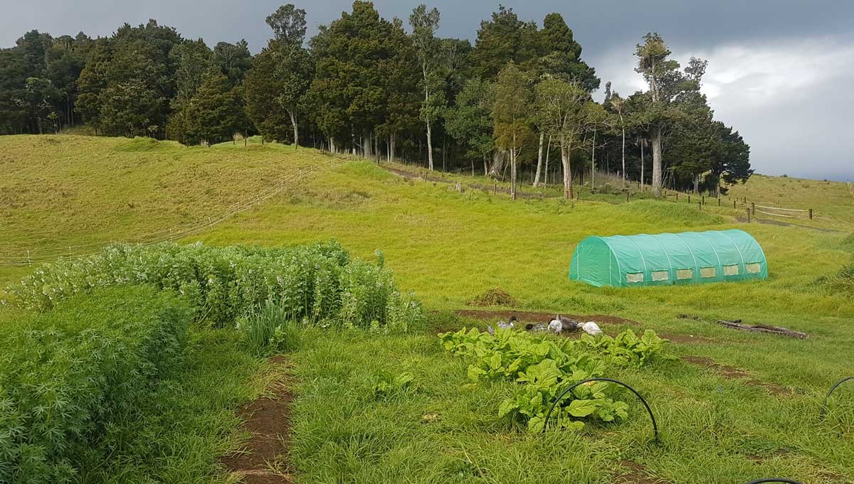Garden and greenhouse July 31 2019