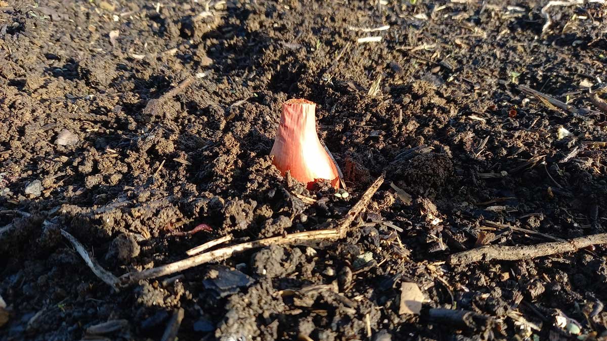 A shallot planted in the soil.