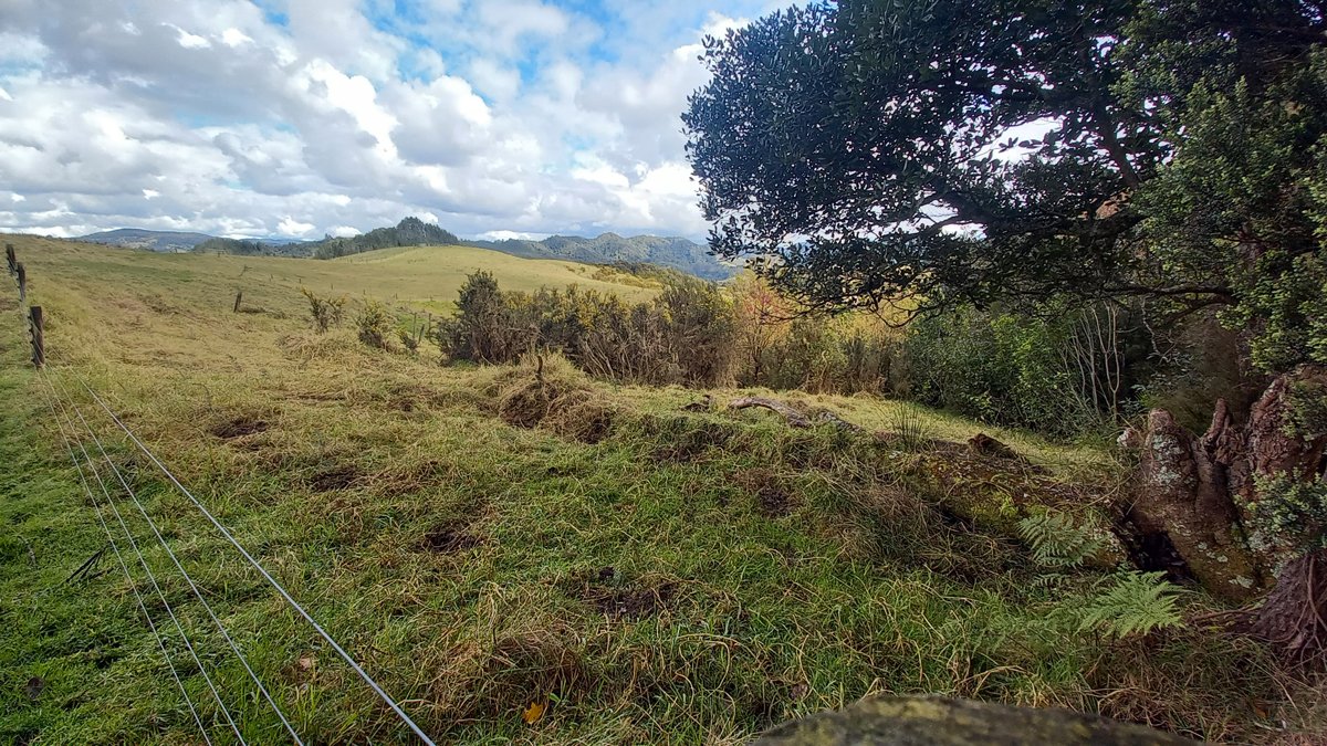 The area I planted trees in this year, after I planted the trees.