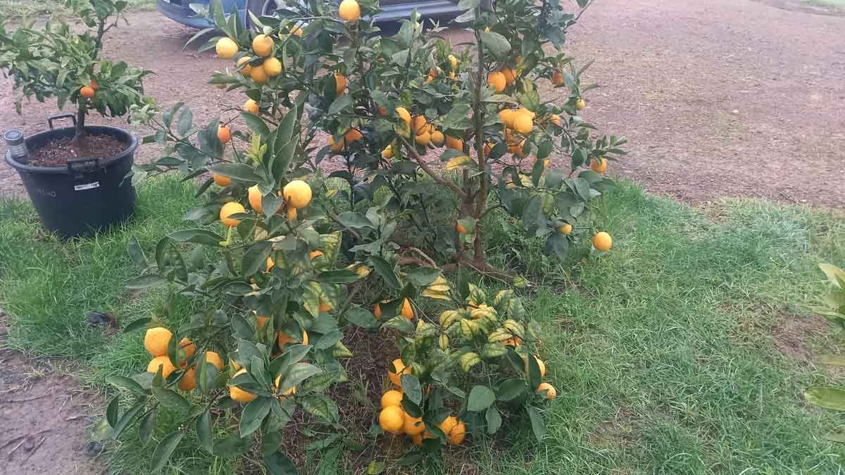 Our Eureka lemon tree