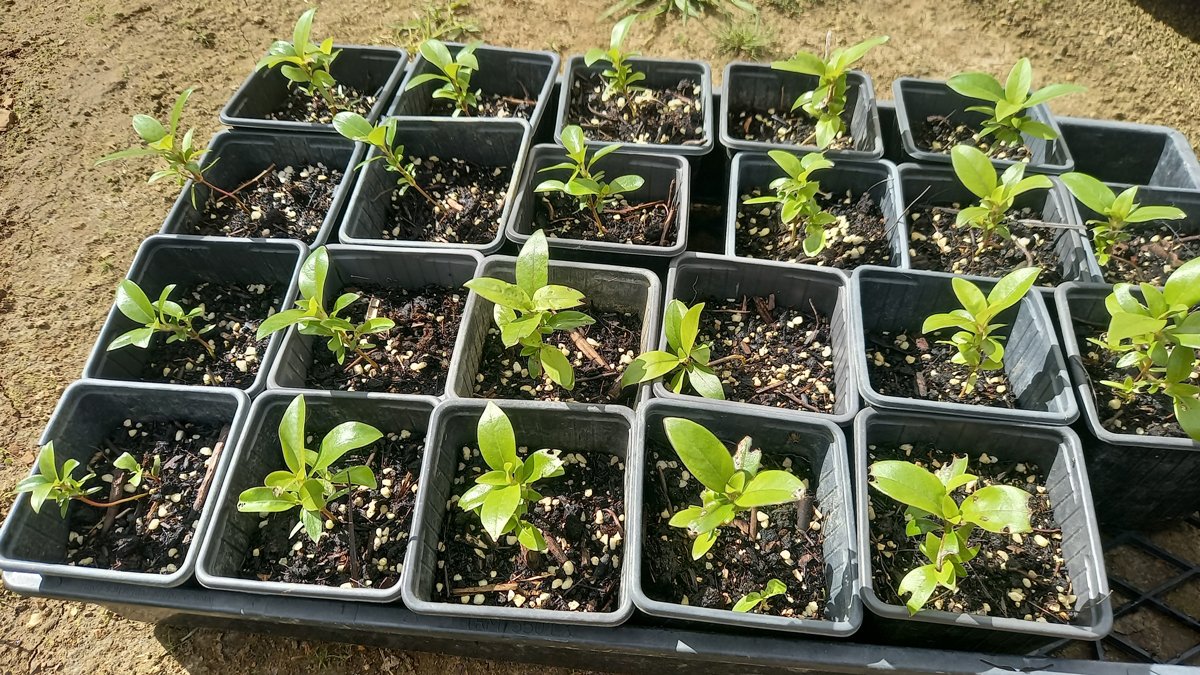 Coprosma robusta seedlings ready for next year's plantings.