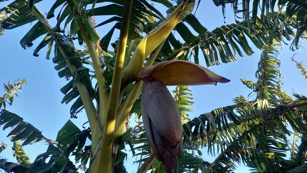 Our most recent banana flower just beginning to form bananas.