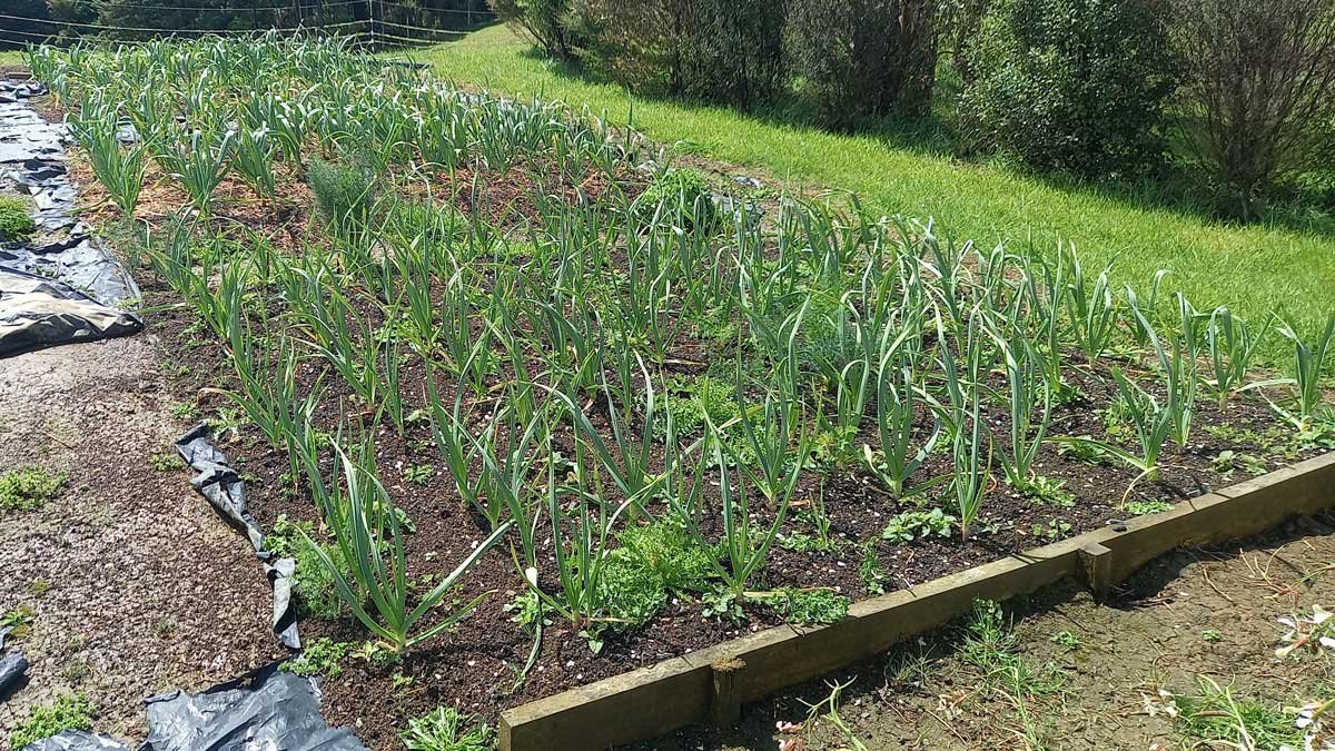 2023 Garlic Crop on 30 September 2023