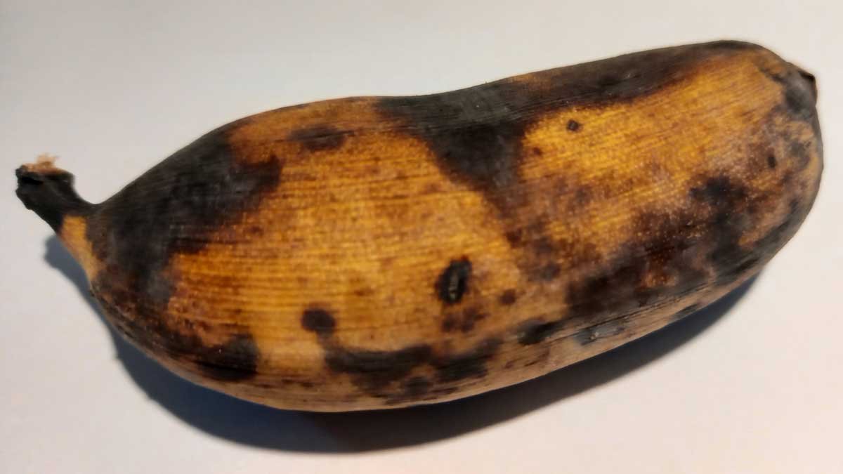 A ladyfinger banana with its skin on.