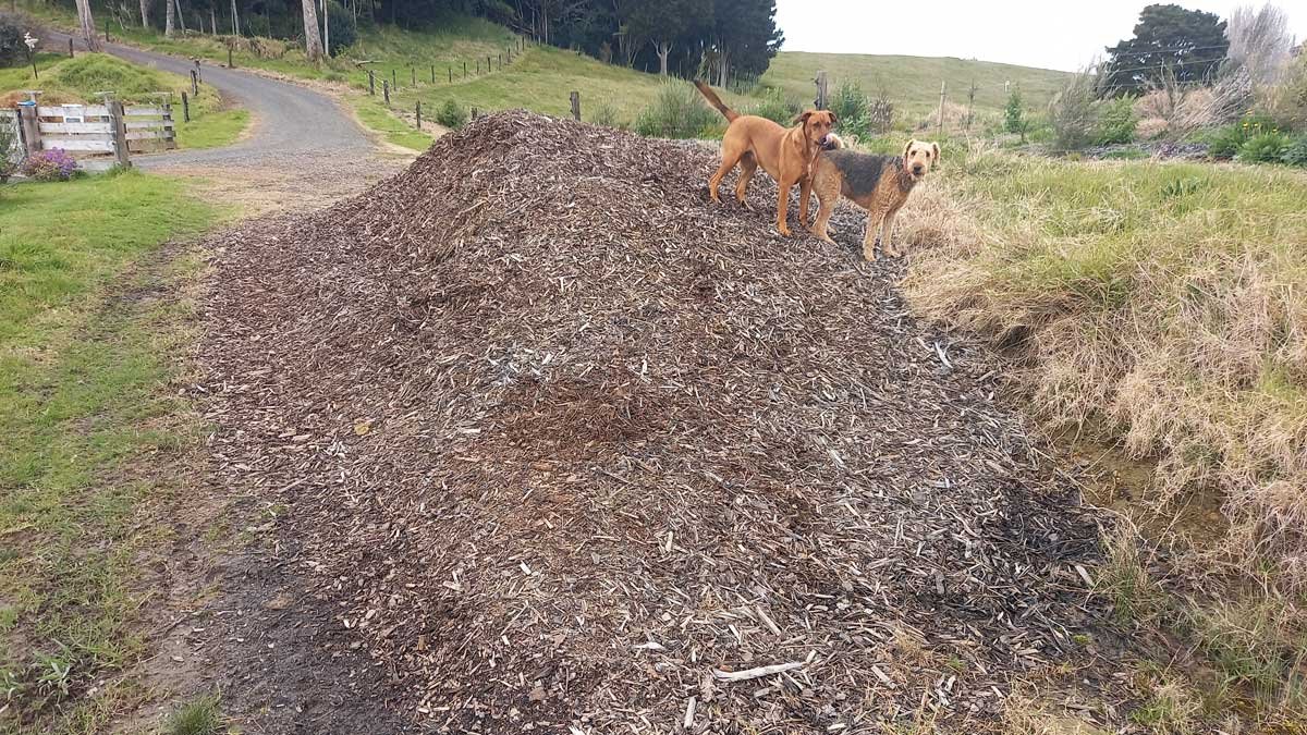 A large pile of bark mulch with two dogs for scale