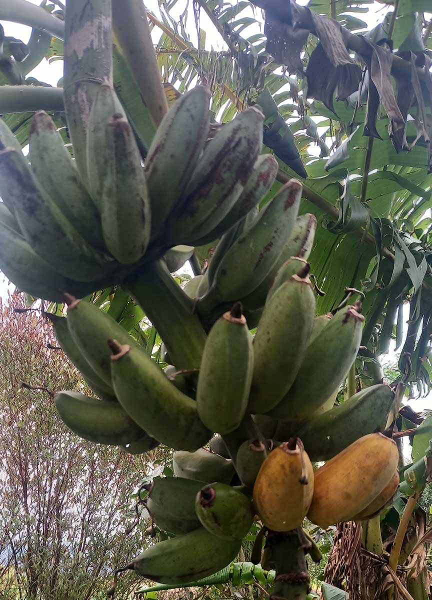 A stem of ripening bananas.