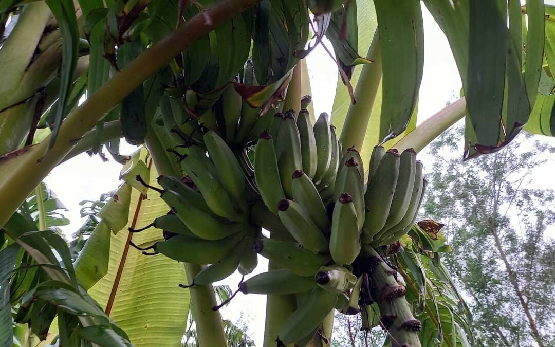 Stem of bananas growing on our property.