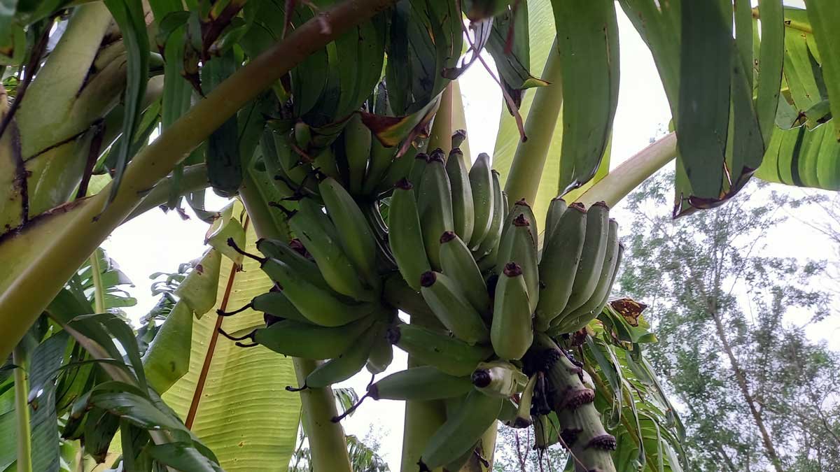Stem of bananas growing on our property.