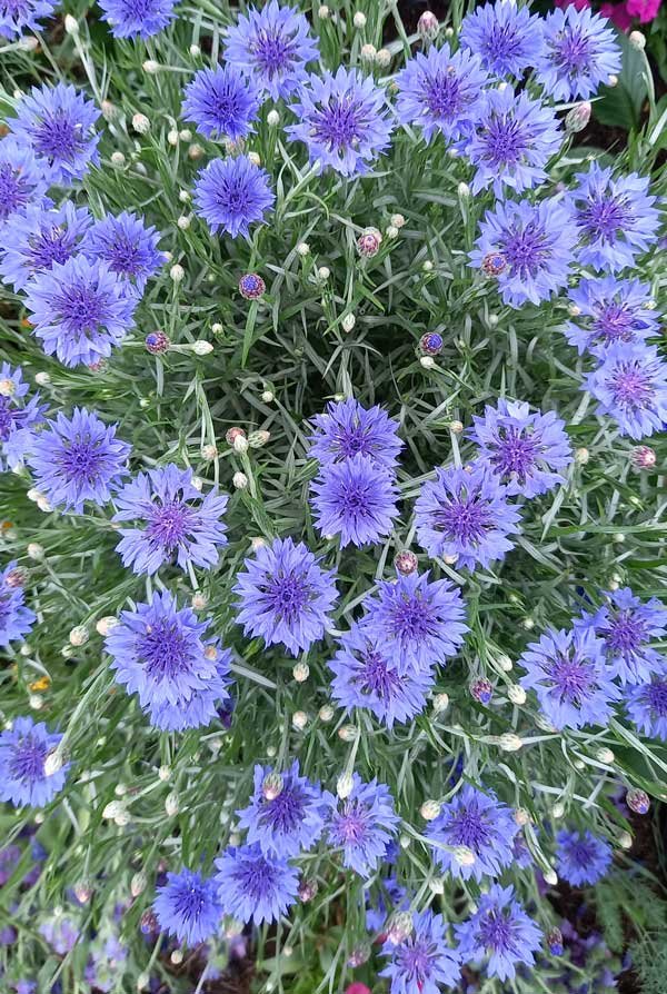 Cornflowers