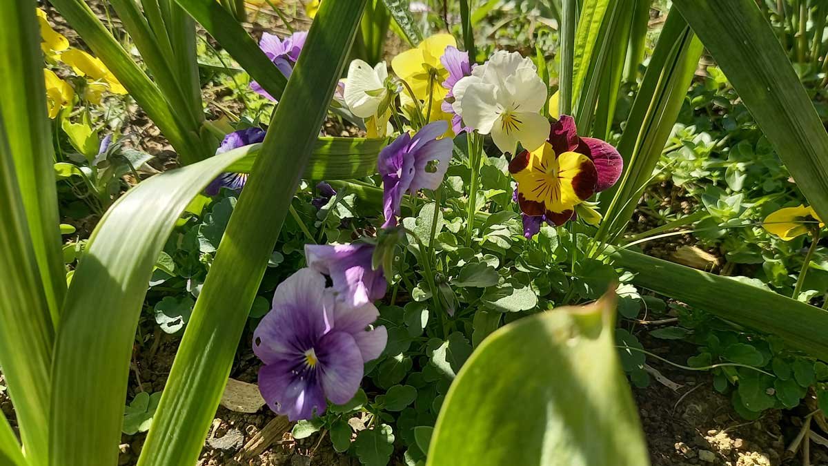 Pansy and viola growing amongst the spring bulbs.