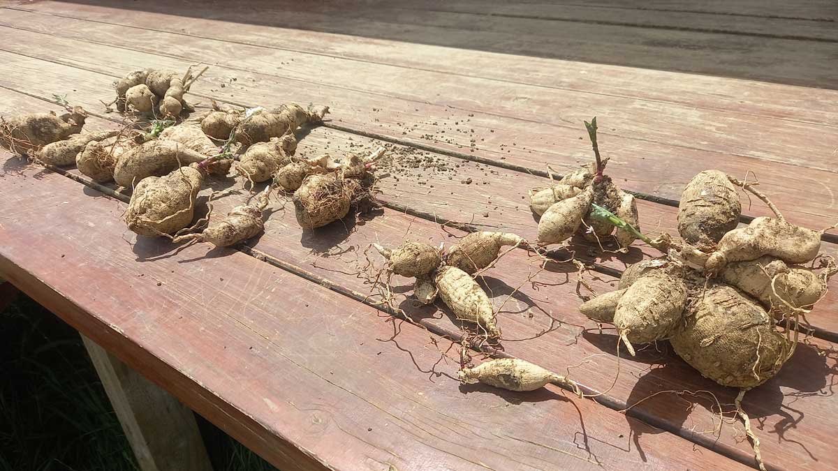 Dahlia tubers laid out on the deck