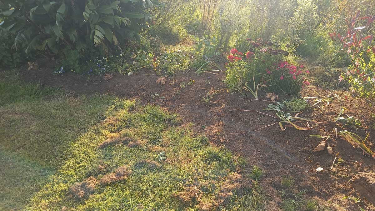 The flower garden on Saturday evening.