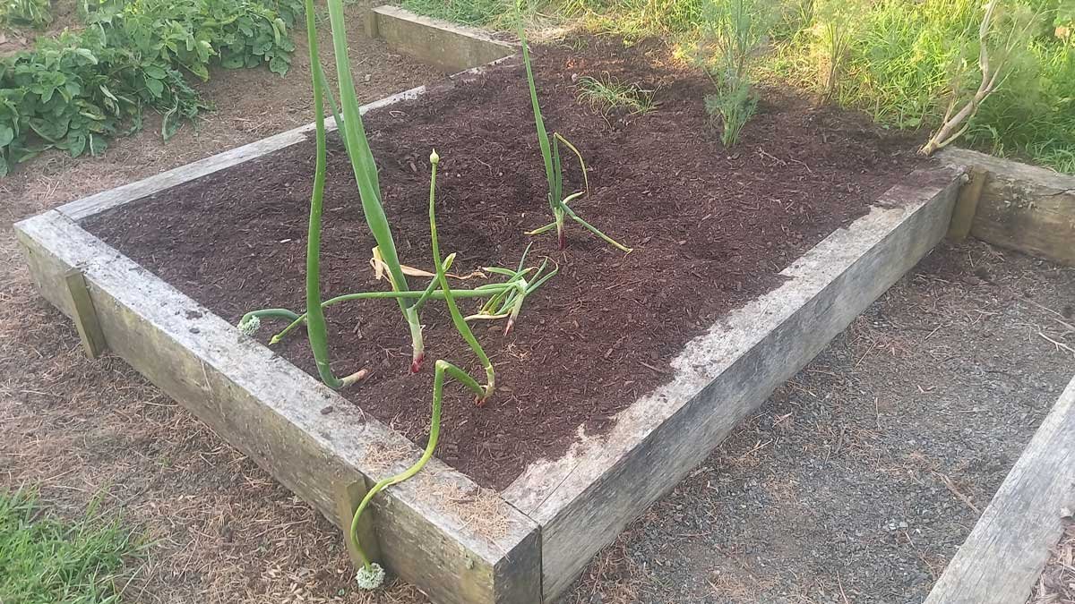 The garden bed I'm planning to plant peanuts in, after weeding and adding compost.