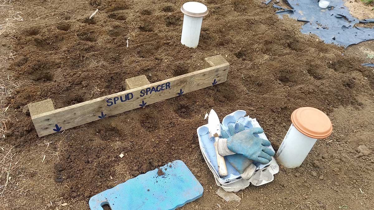 Planting potatoes with my new "spud spacer"