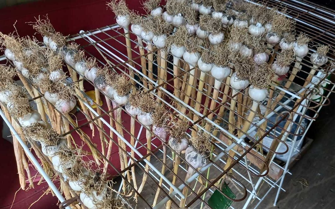 Garlic drying on a laundry rack