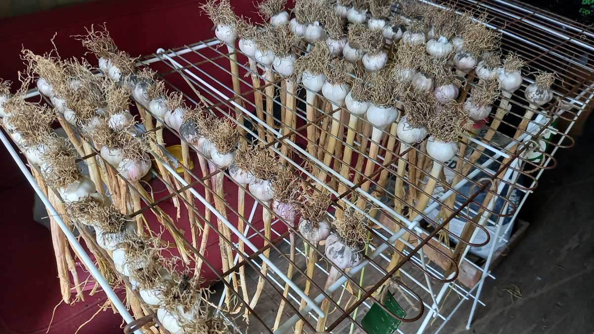 Garlic drying on a laundry rack