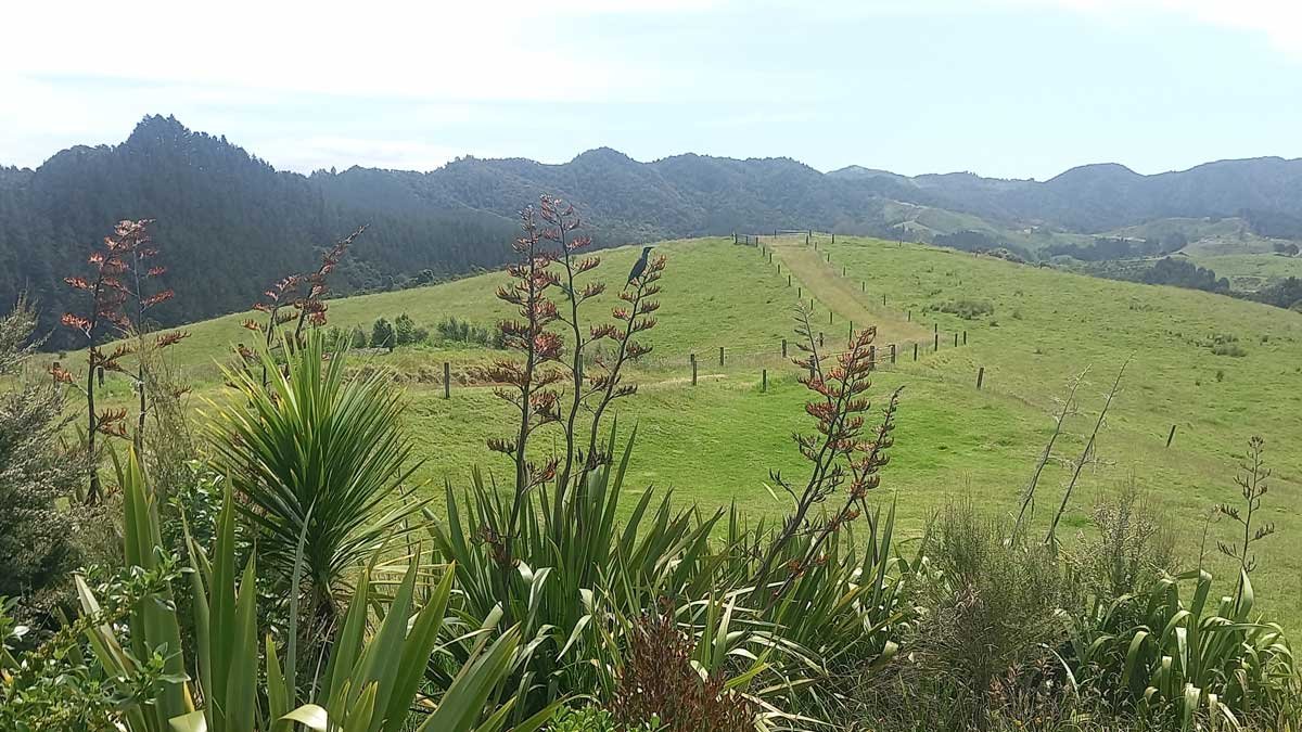 A tūī feeding on a harakeke bush