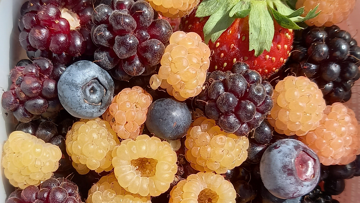 A selection of homegrown berries, including strawberry, blueberry, yellow raspberry, blackberry, and boysenberry.