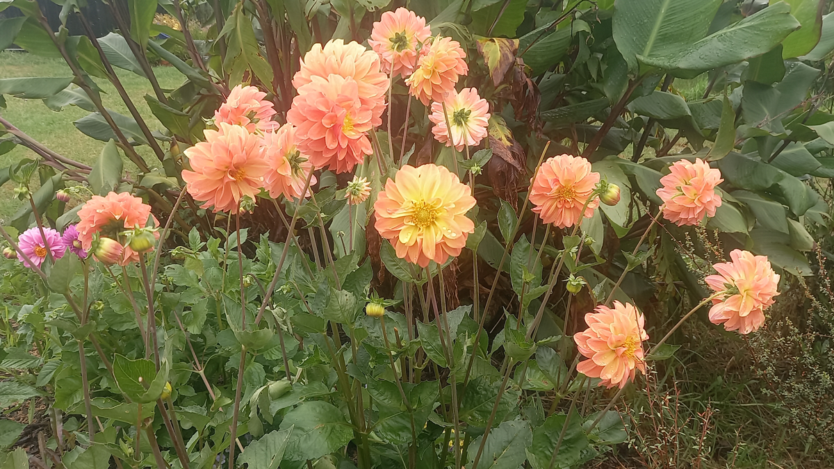 A whole lot of dahlia flowers.