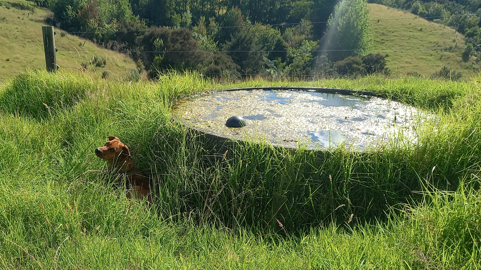 A round concrete cattle trough with grass growing up the sides and algae growing inside. Also our dog Roxy in the shade of the trough.