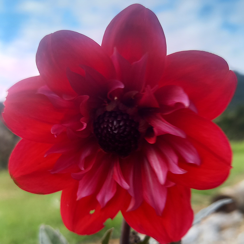 A red and pink dahlia