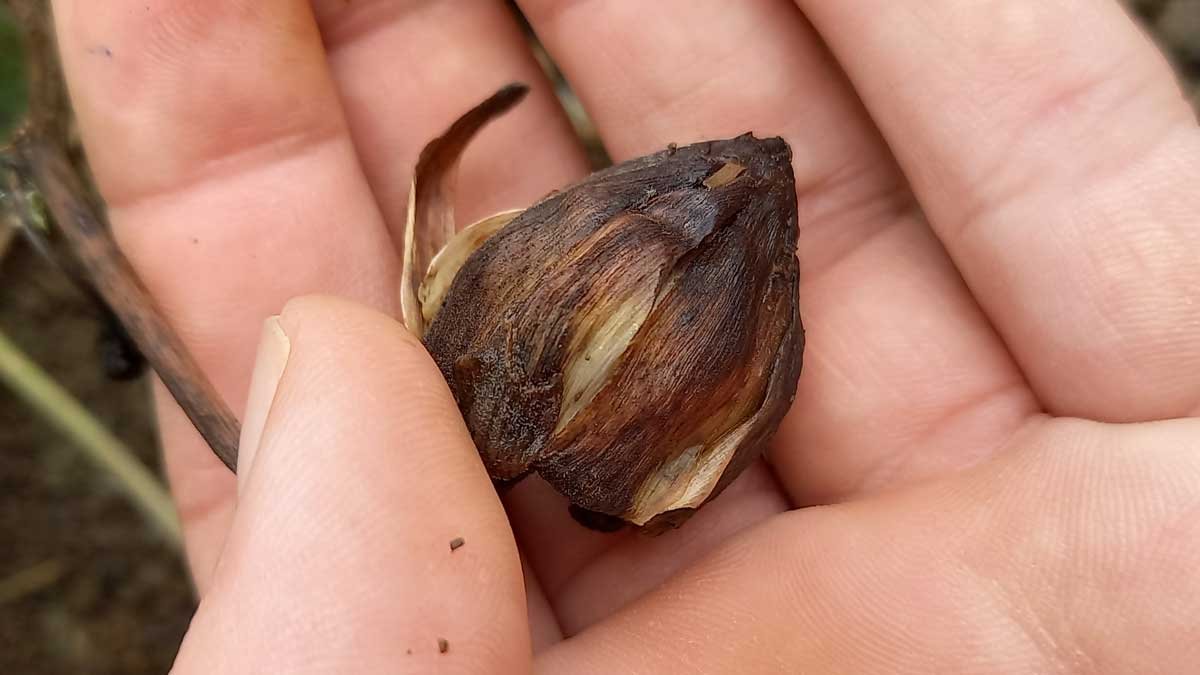 Dahlia seed head