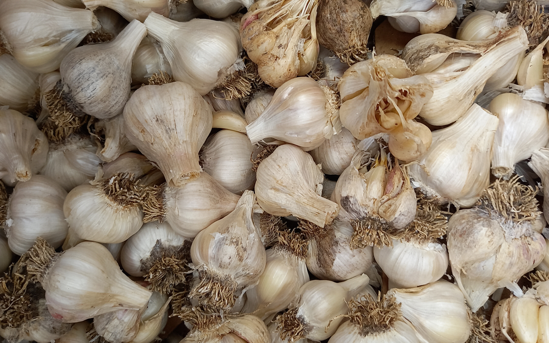 Garlic harvested in 2023