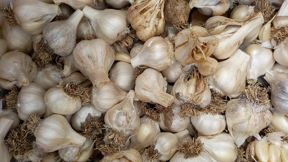 Garlic harvested in 2023