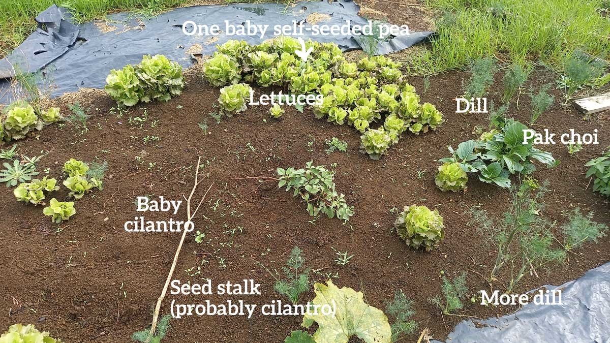 A bed of self-sown vegetables and herbs