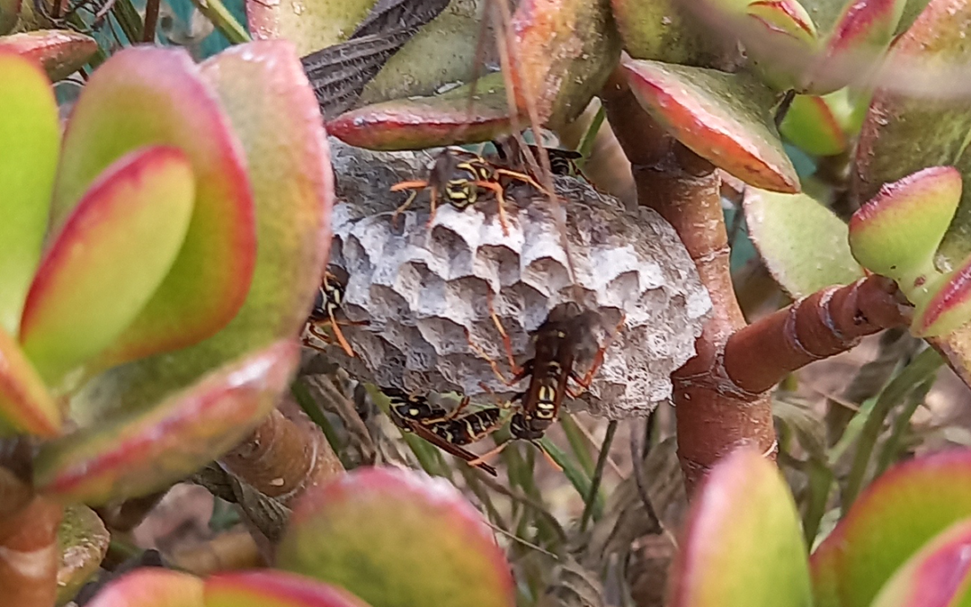 A paper wasp nest on a crassula plant