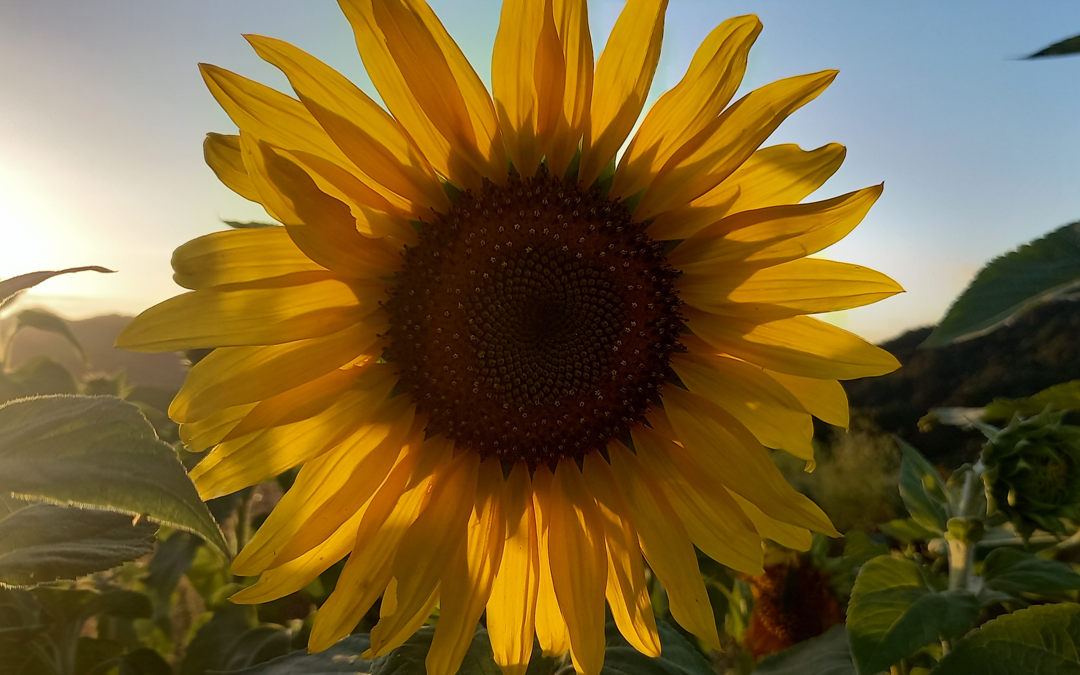 A single sunflower, just before sunset.