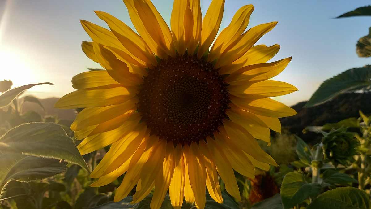 A single sunflower, just before sunset.