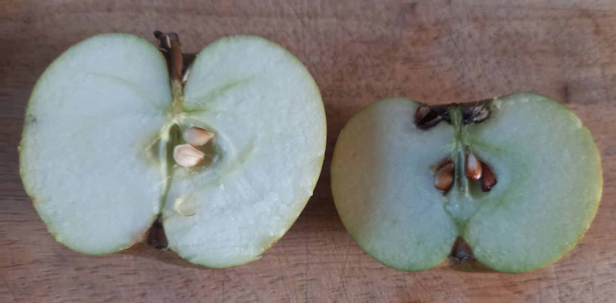Two apples cut in half, showing different levels of ripeness in the seeds.