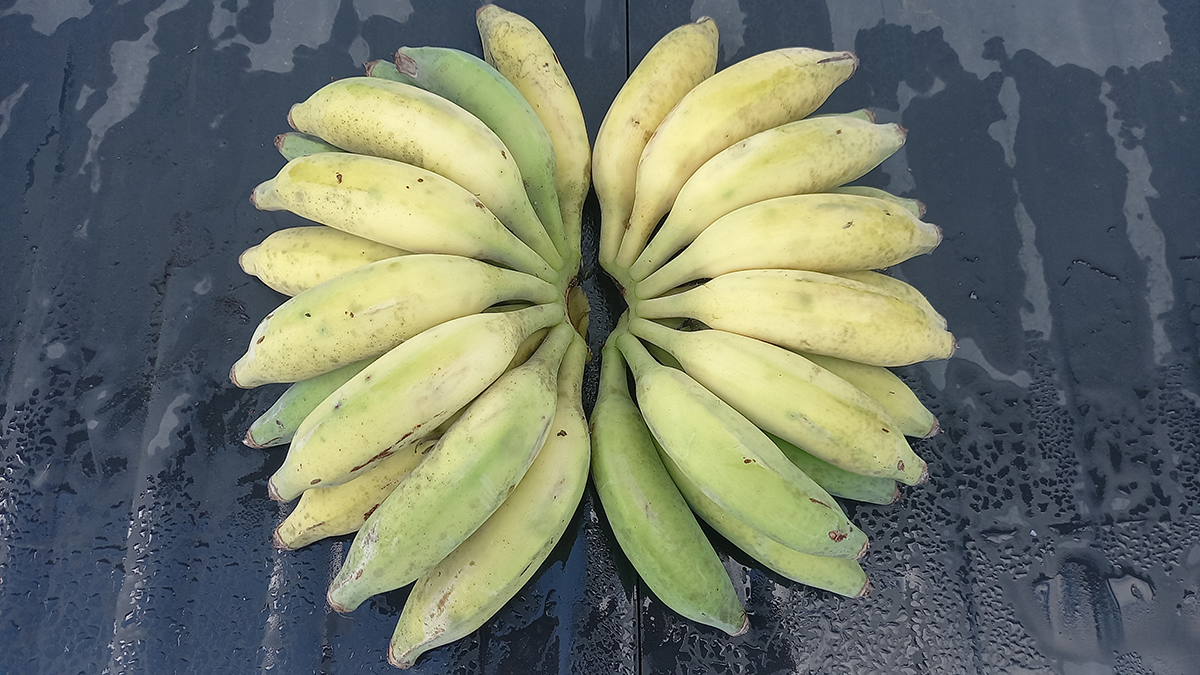 Two bunches of bananas - each with 14 bananas - placed beside each other to form a ring.